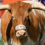 Texas Longhorns Mascot, Nickname and Traditions