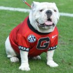 Georgia Gameday Information For Tickets, Tailgating, Parking, Weather and More