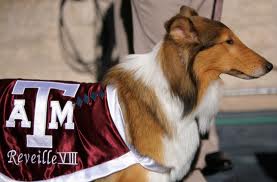 The proud Reveille mascot tradition at Texas A&M dates back to 1931.
